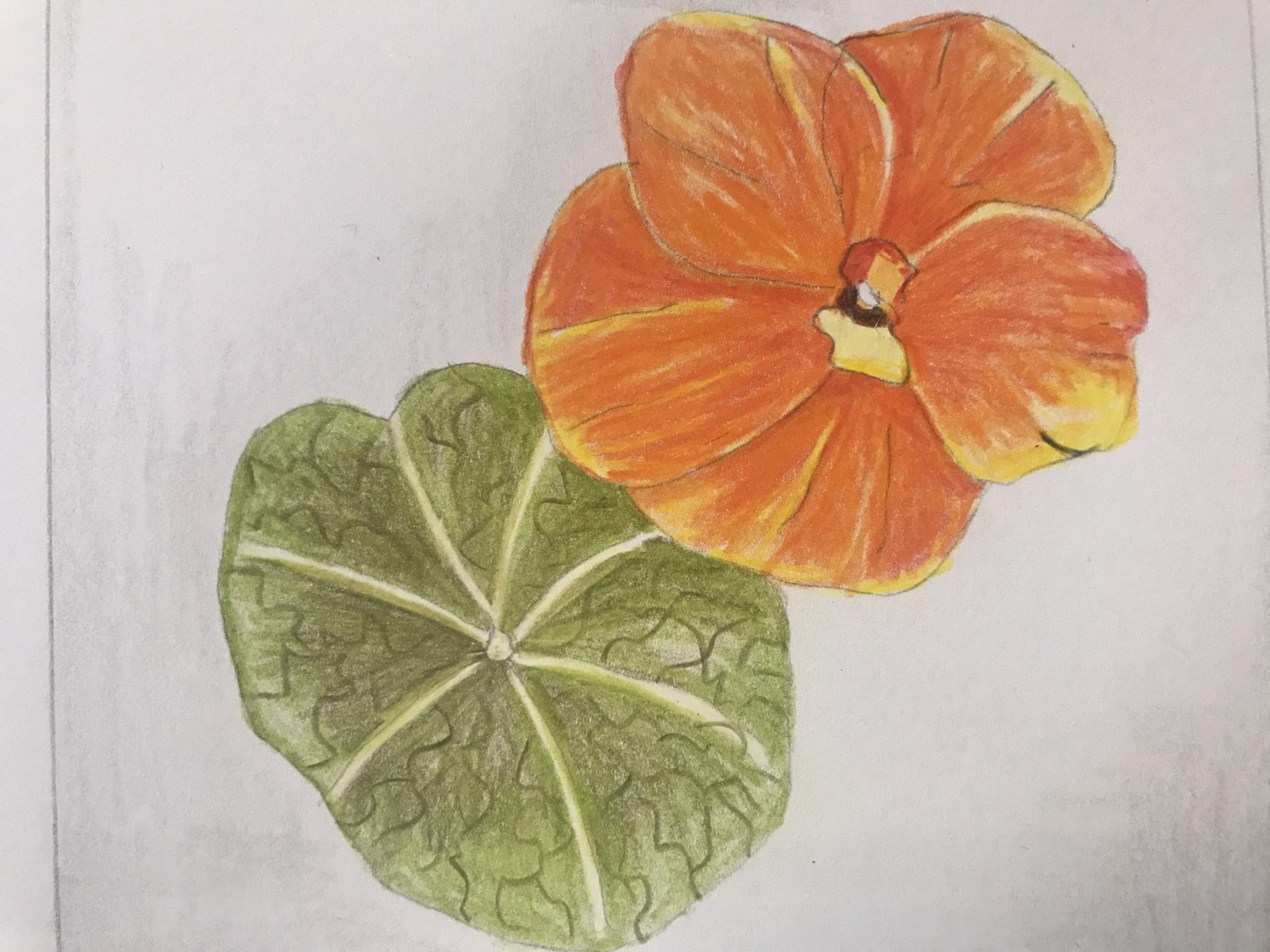 Pencil Crayon – Weekly Sketchbook Art “Nasturtium”