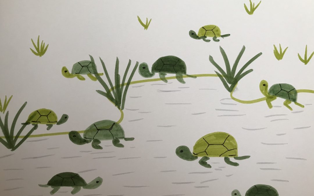 How to Draw Turtles and Tortoises