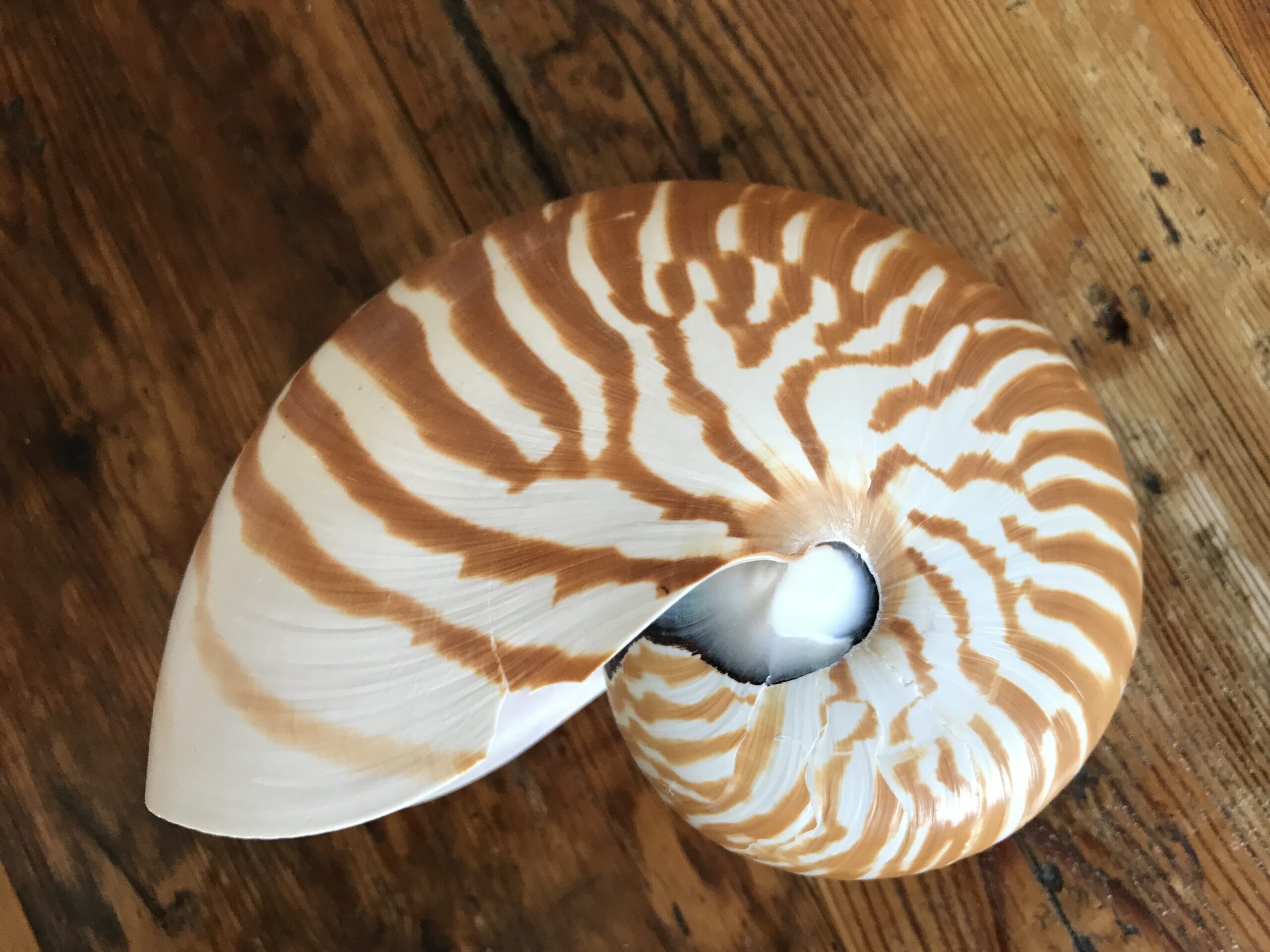 Nautilus Shell