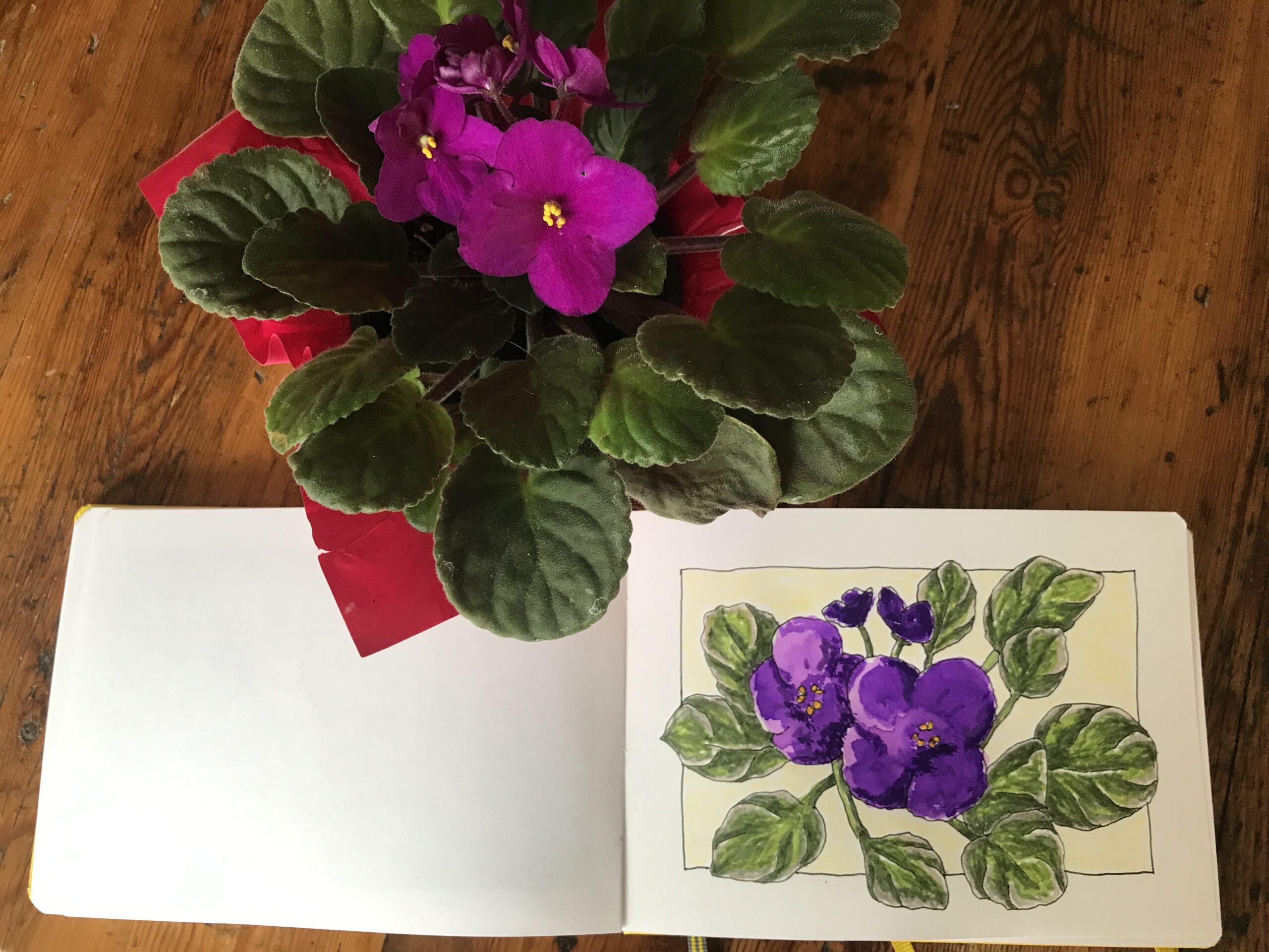 Sketchbook African Violet Ink Wash