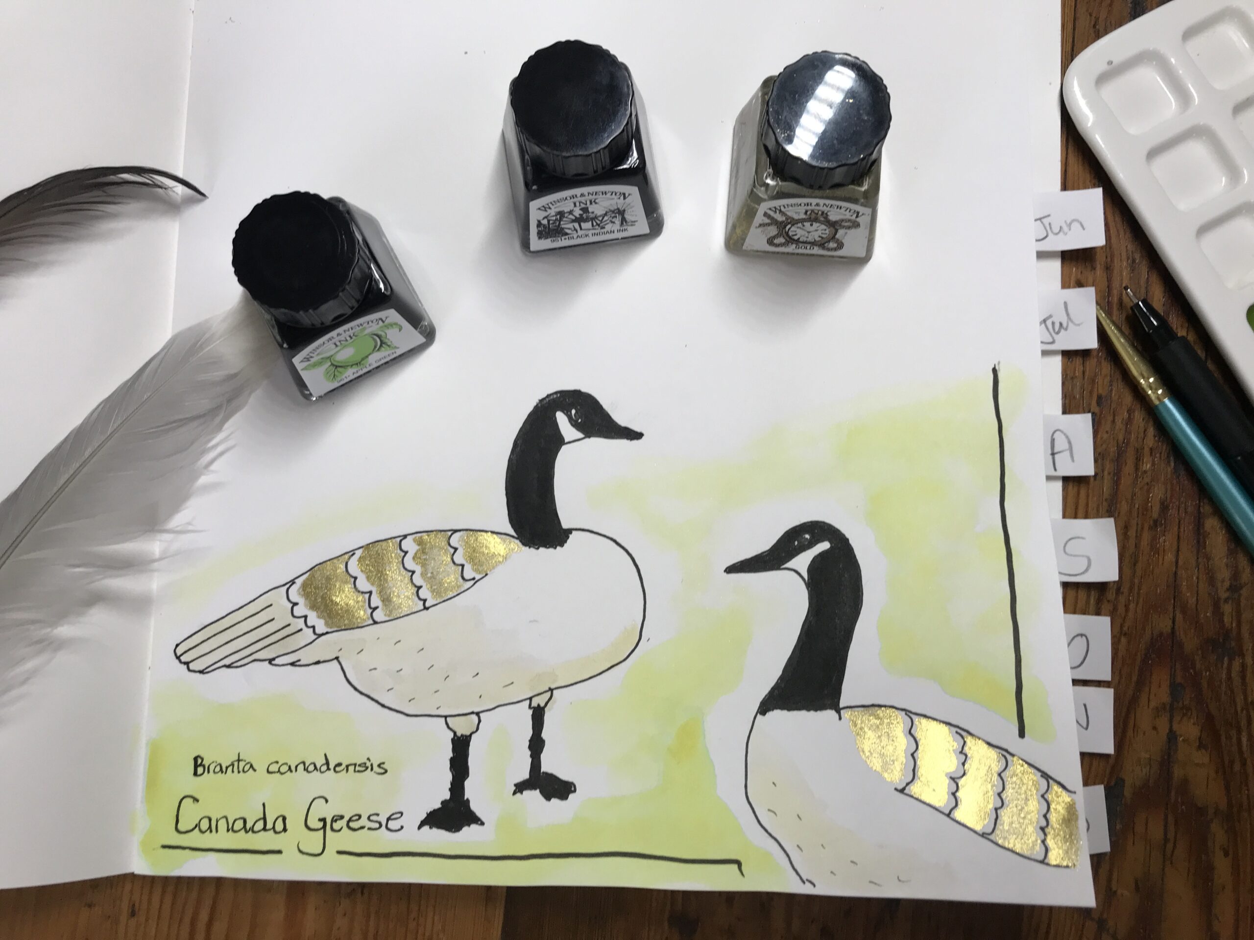 Perpetual Nature Journal – Canada Geese – Ink