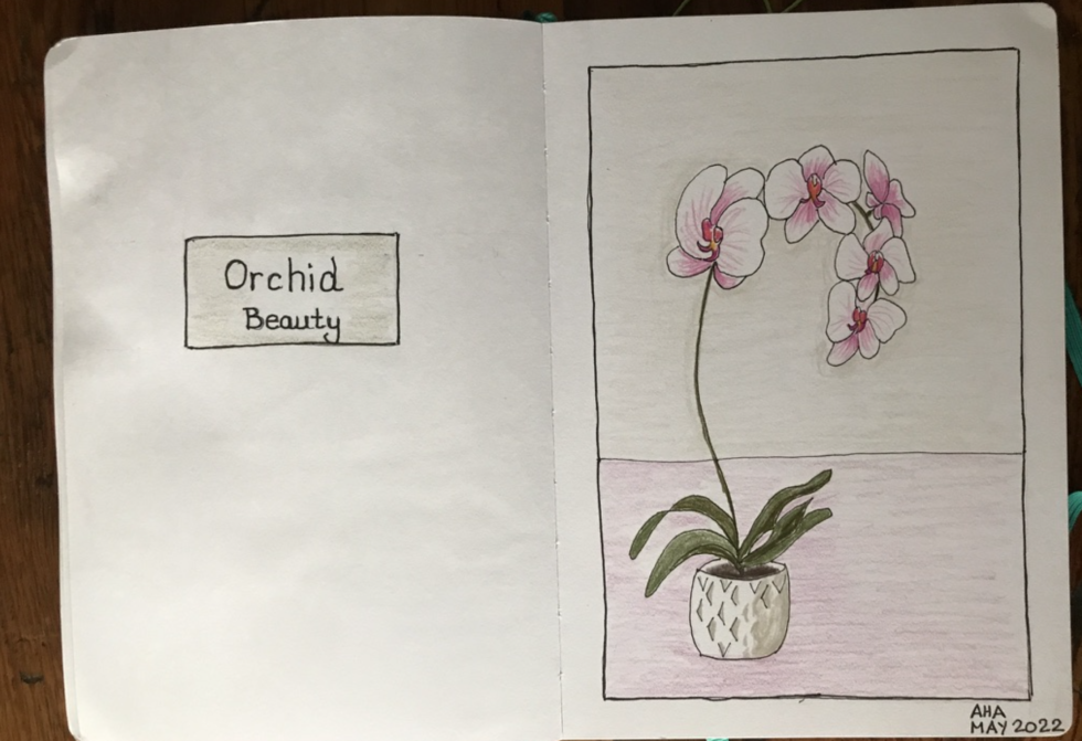 How to Draw a Fibonacci Shell - Sketchbook Art - Alison Hazel Art