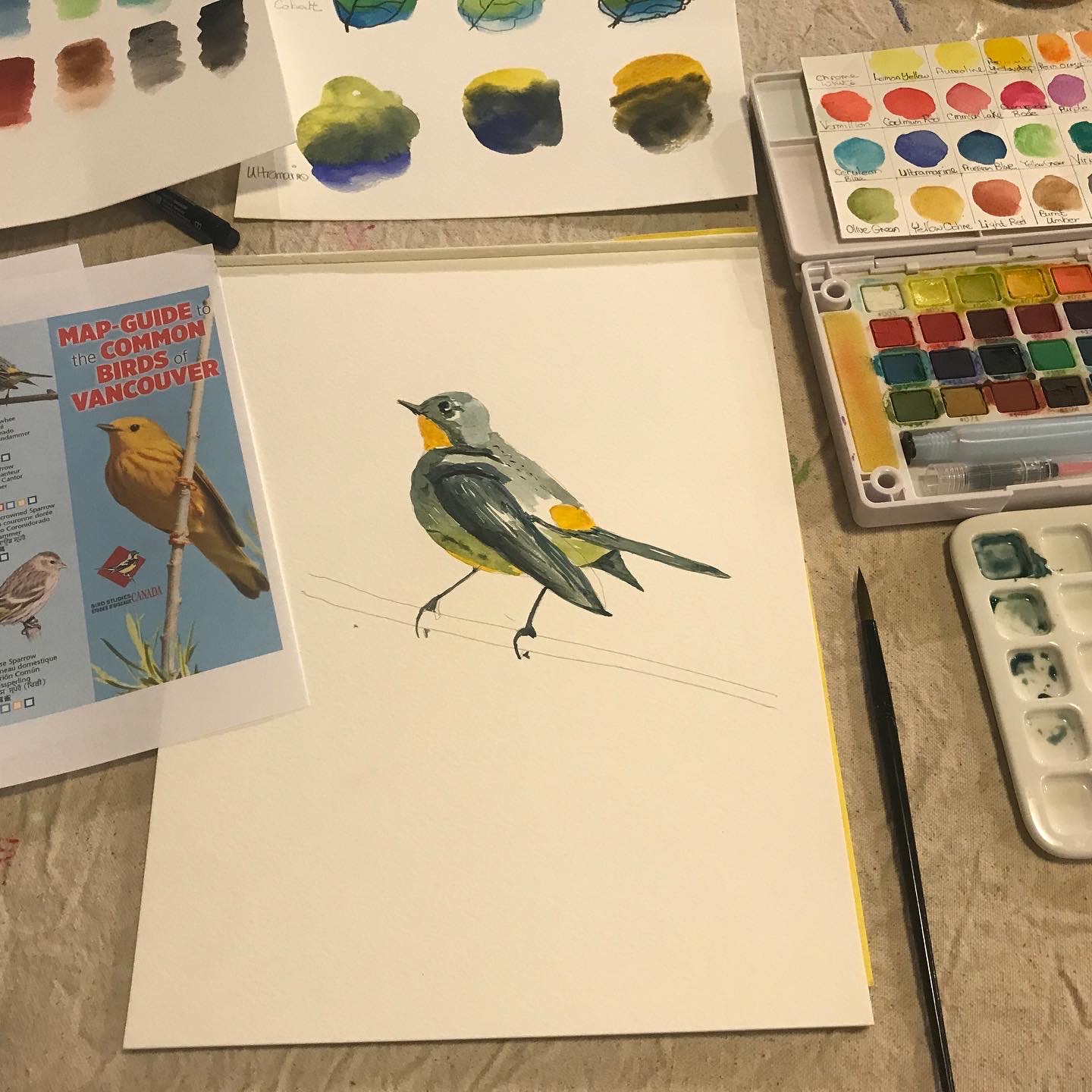 Watercolor Yellow-rumped warbler Alison Hazel Art
