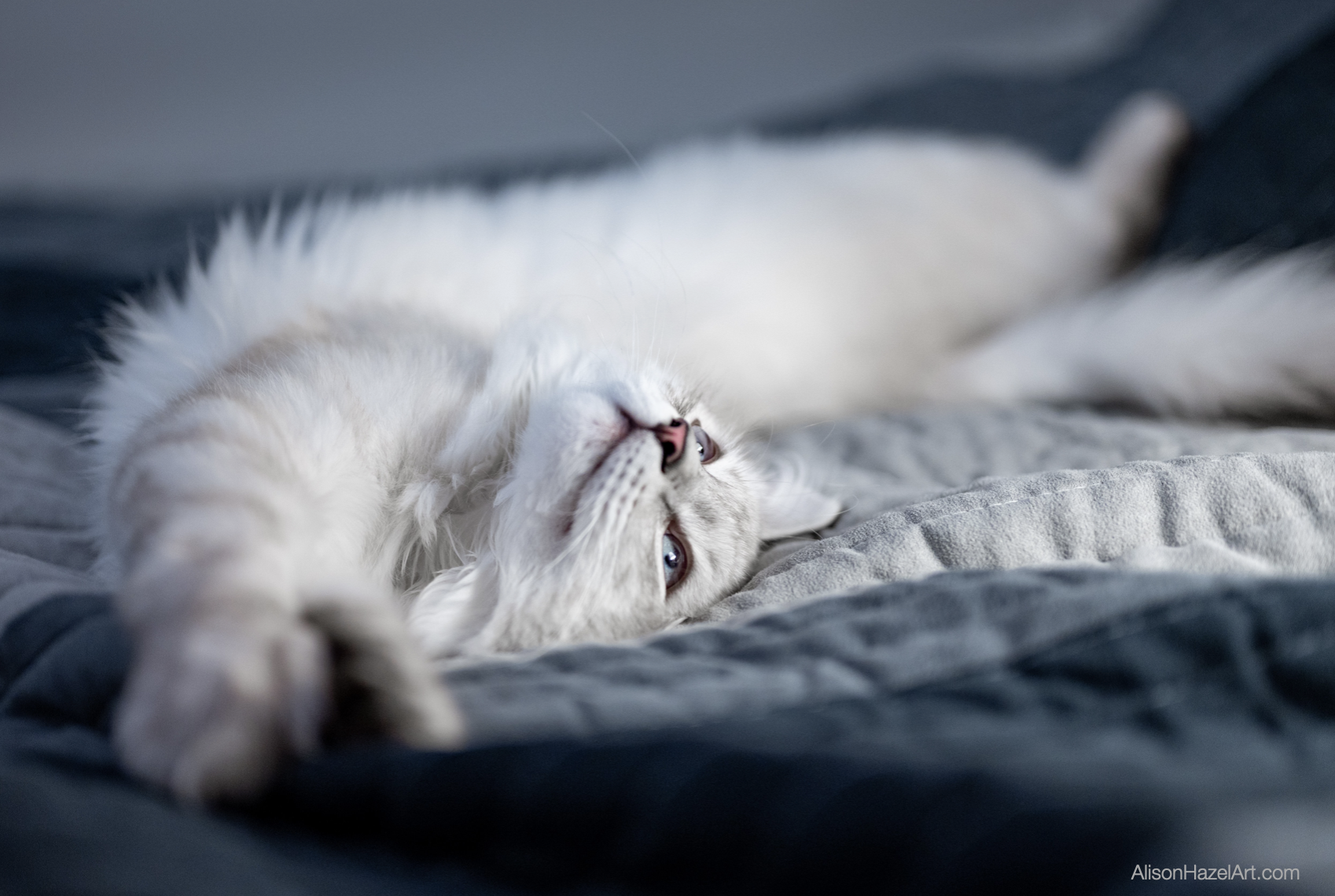 Morning Rituals Alison Hazel at by Piotr Musiot on Unsplash