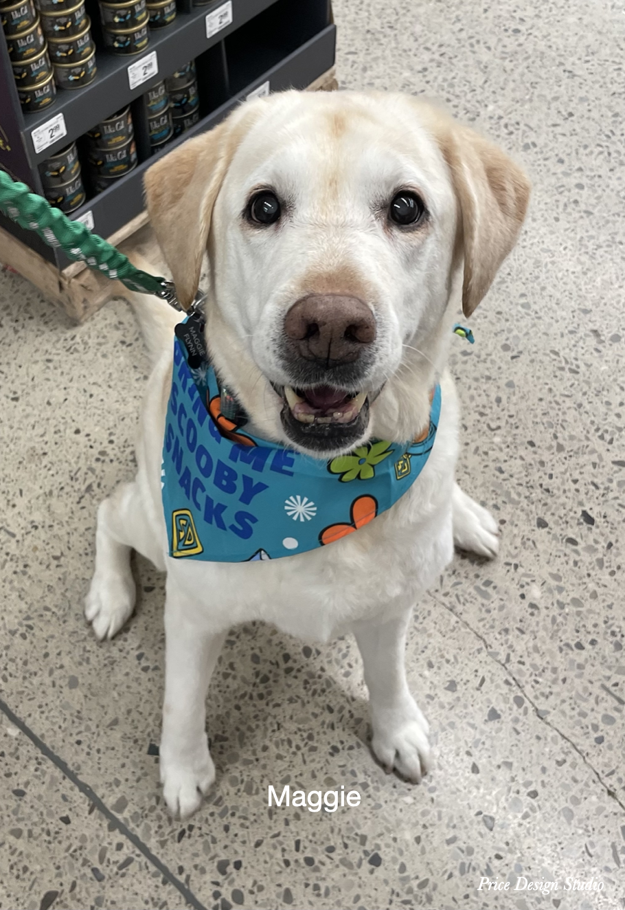 Maggie Maggie-golden-labrador