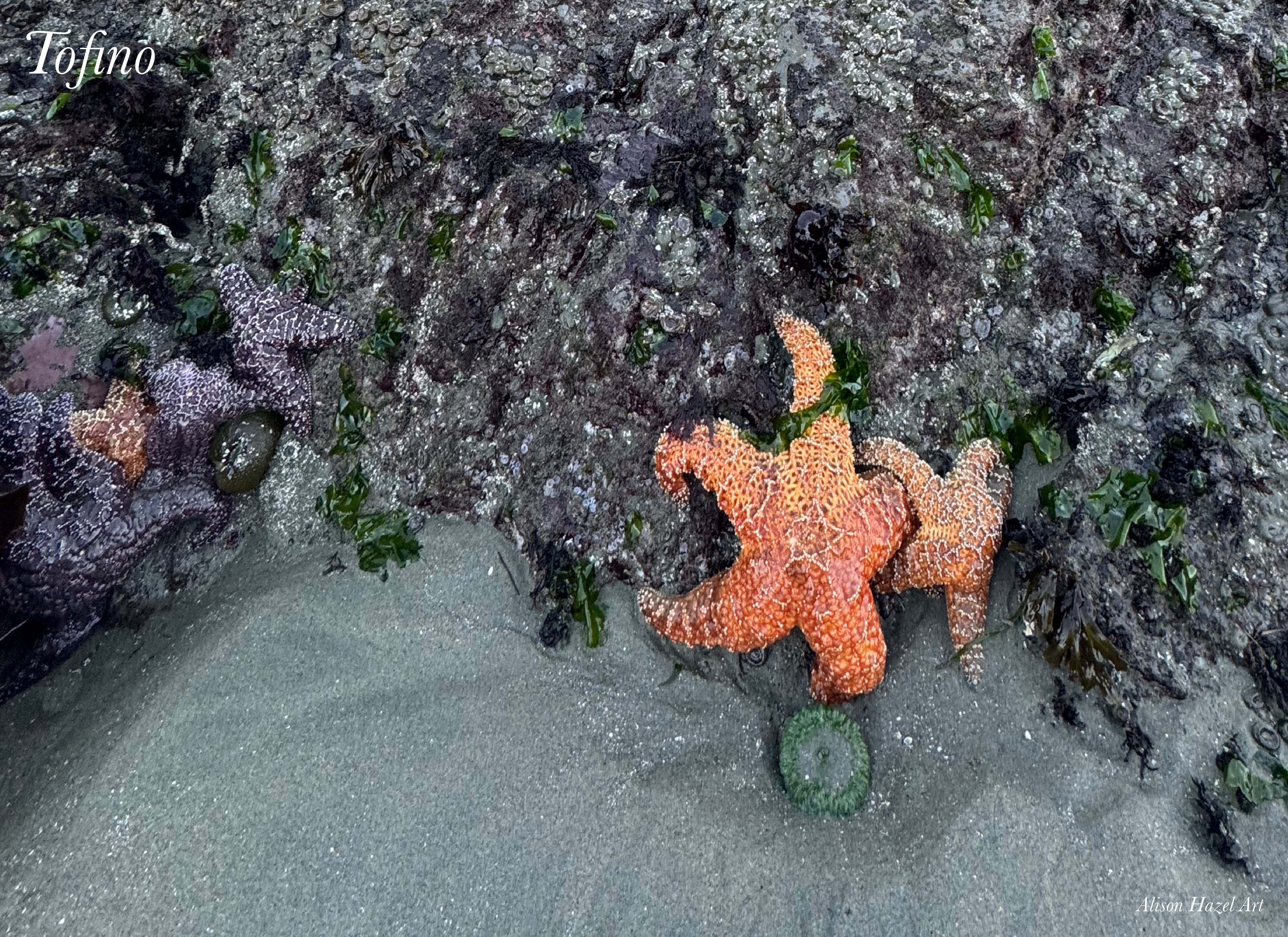 Tofino sea star sea-star-tofino