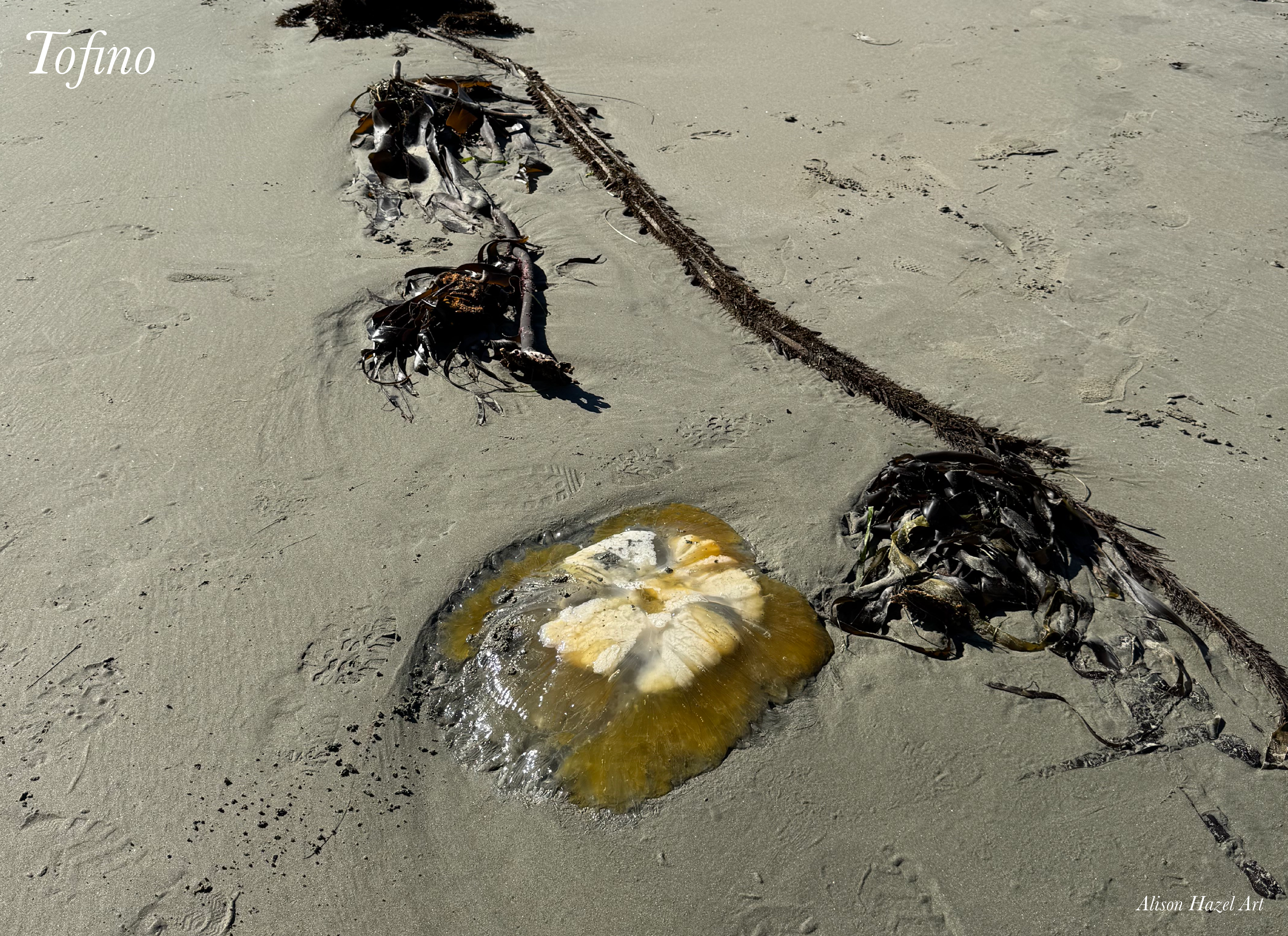 Tofino Jellyfish jellyfish